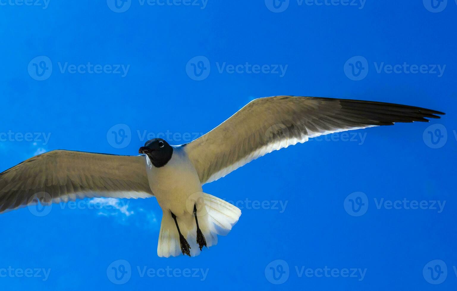 Flying seagull bird seagulls birds blue sky background clouds Mexico. photo