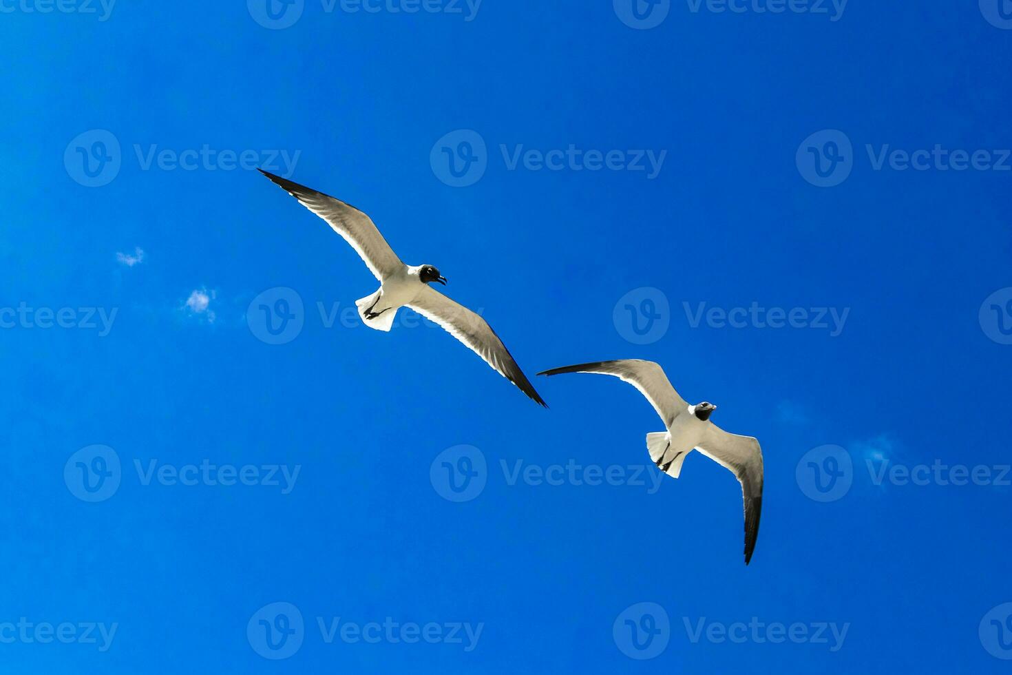 volador Gaviota pájaro gaviotas aves azul cielo antecedentes nubes México. foto