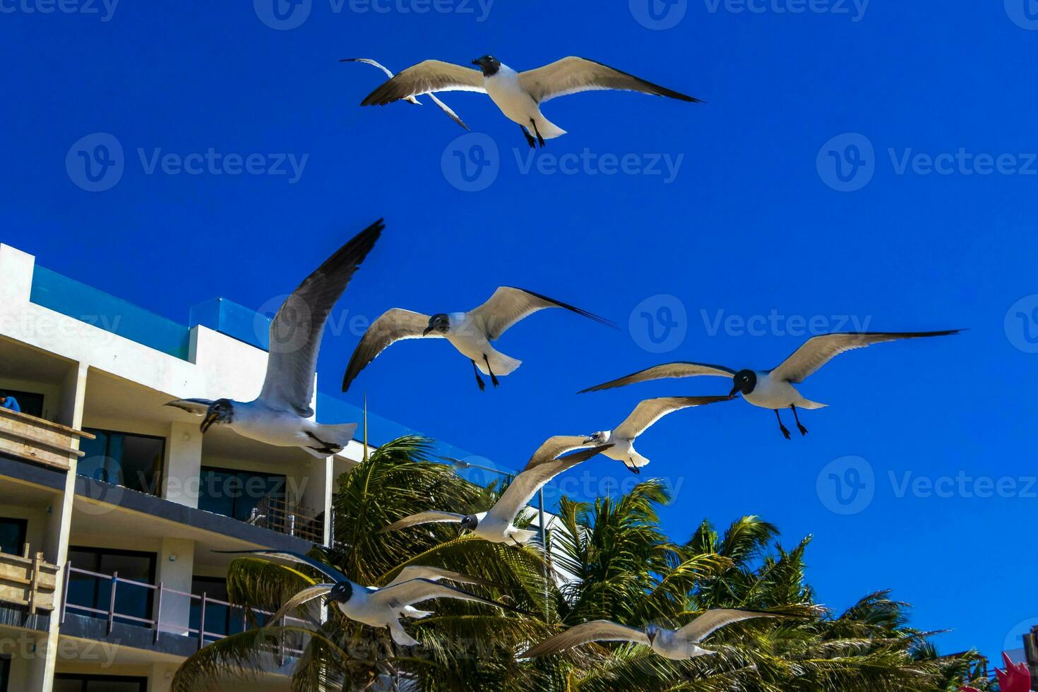 Flying seagull bird seagull birds blue sky background palms Mexico. photo