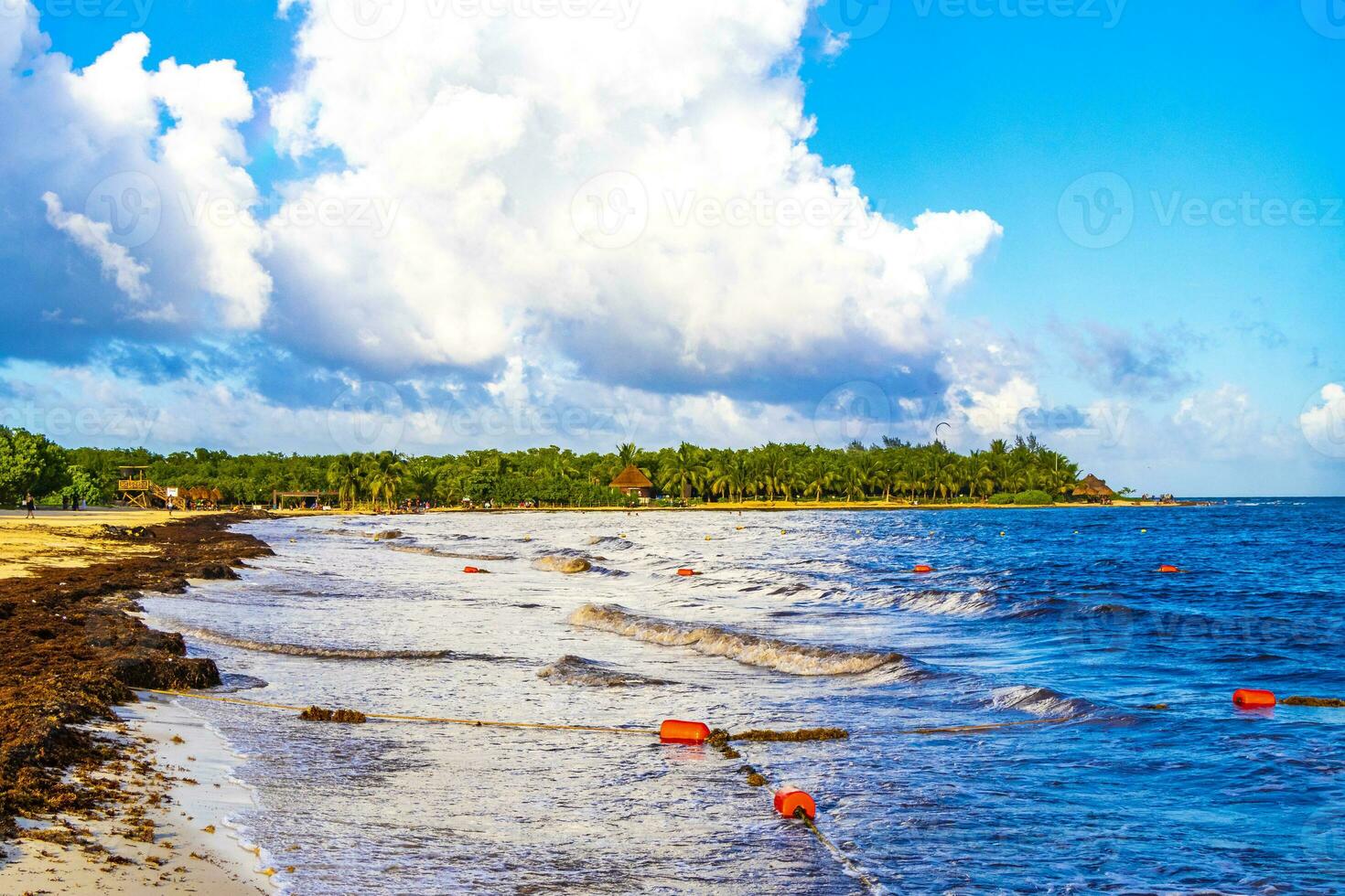 Tropical Caribbean beach water seaweed sargazo Playa del Carmen Mexico. photo