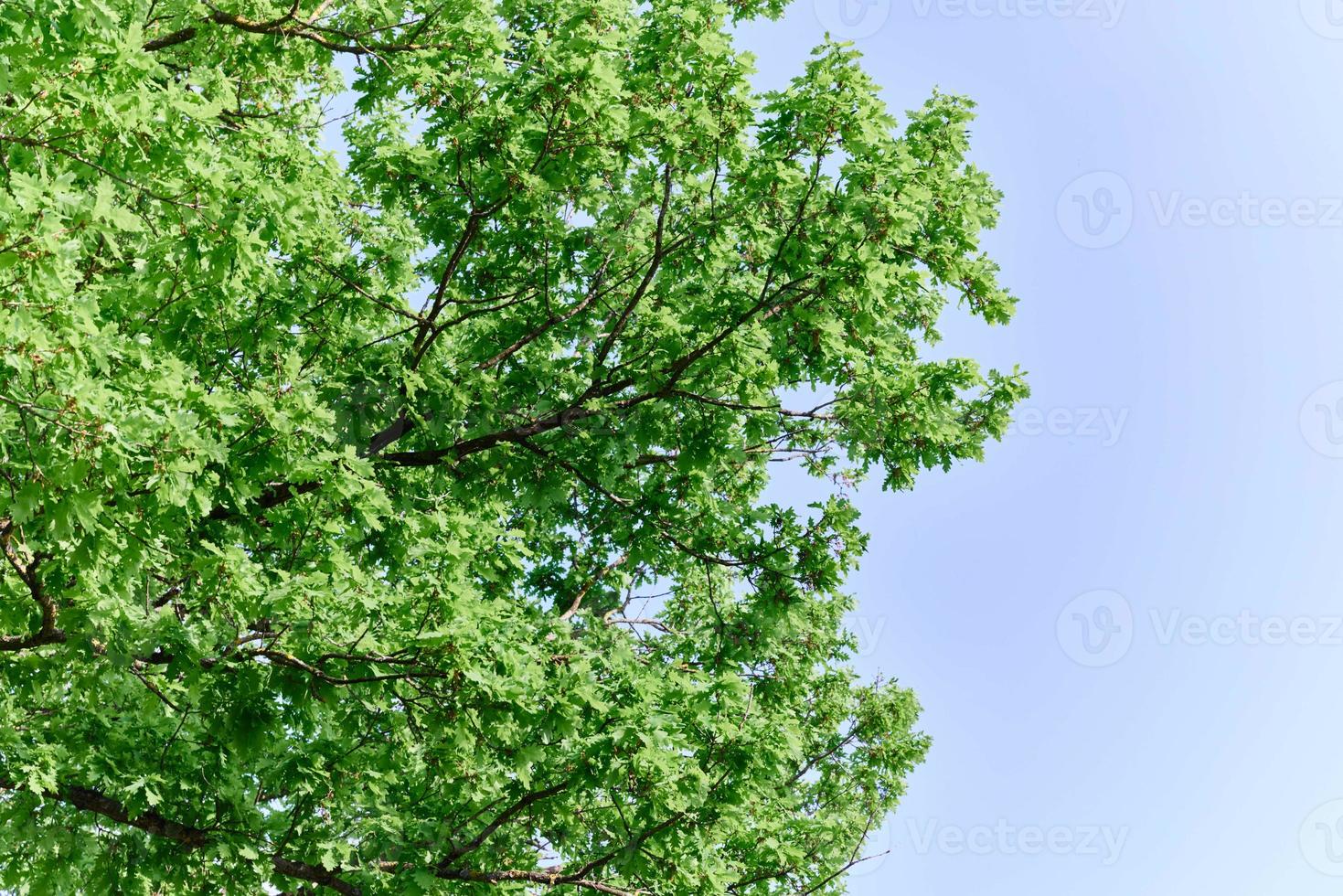 Spring blooms of nature, green young leaves of a tree against a blue sunny sky photo