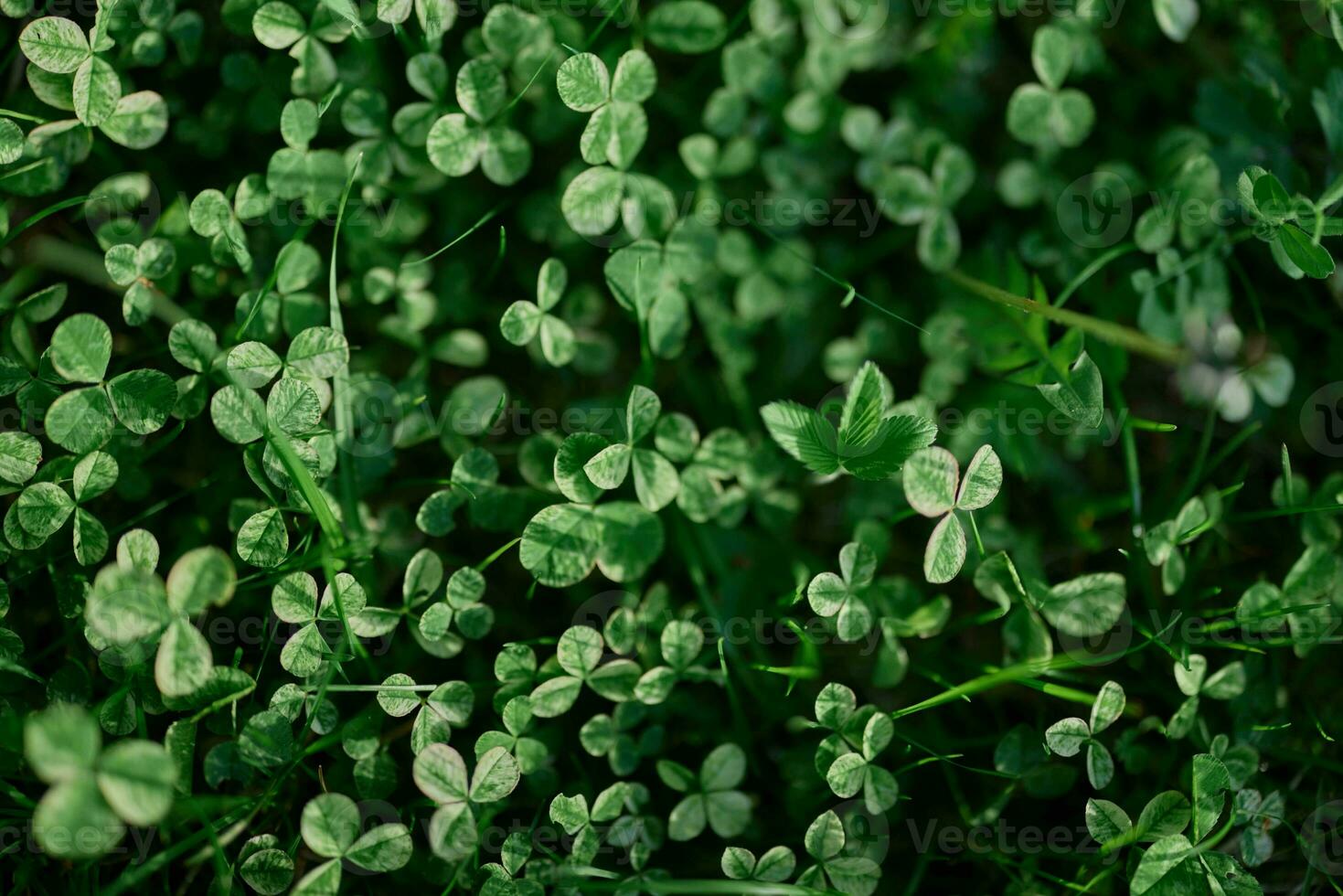 Fresco verde hojas de trébol césped y micro trébol para césped en el rayos de verano luz de sol, paisaje diseño de un moderno tierra trama foto