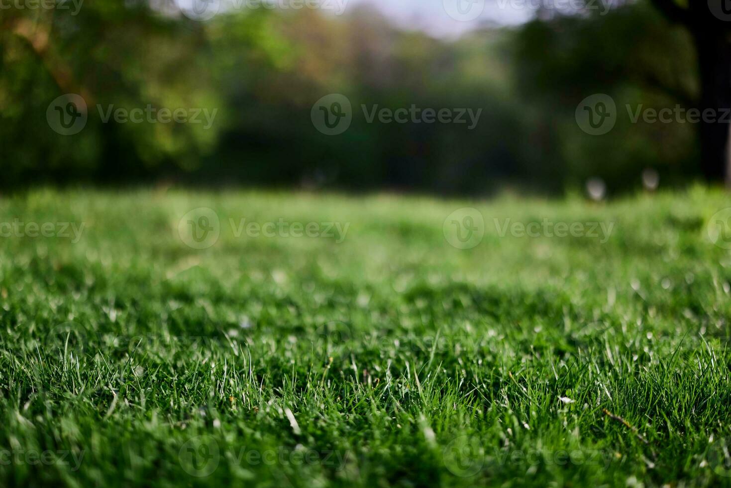 Fresco verde césped en un alpino prado en luz de sol foto