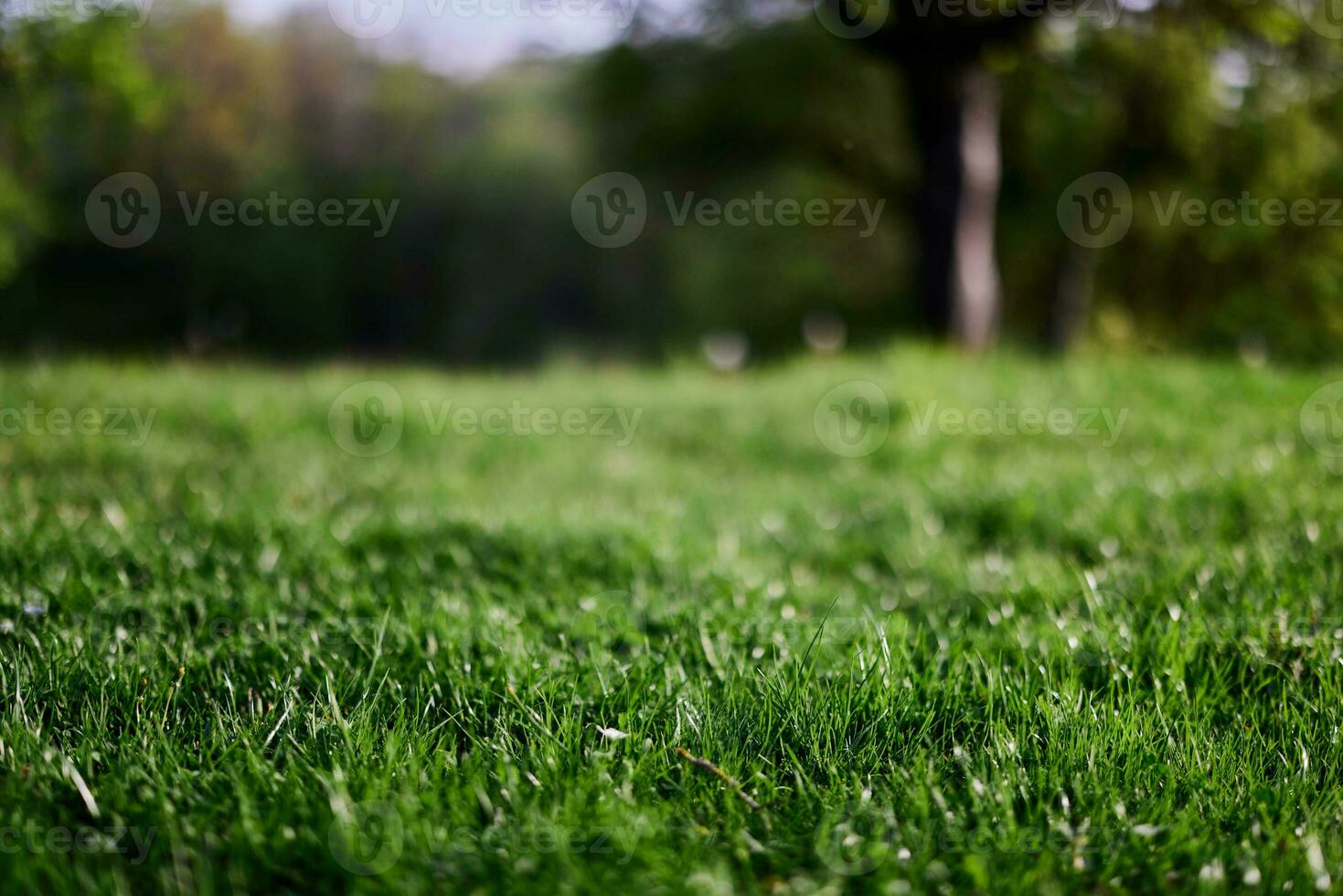 Fresco verde césped en un alpino prado en luz de sol foto