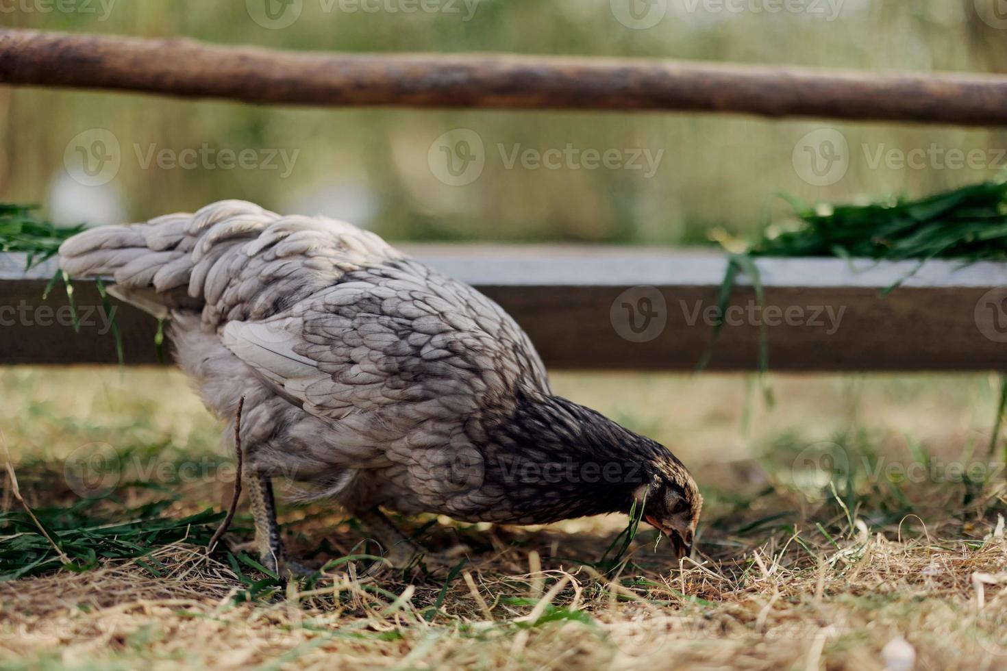 A gray hen pecking at fresh organic feed from a farm feeder while standing on green grass in the nature photo