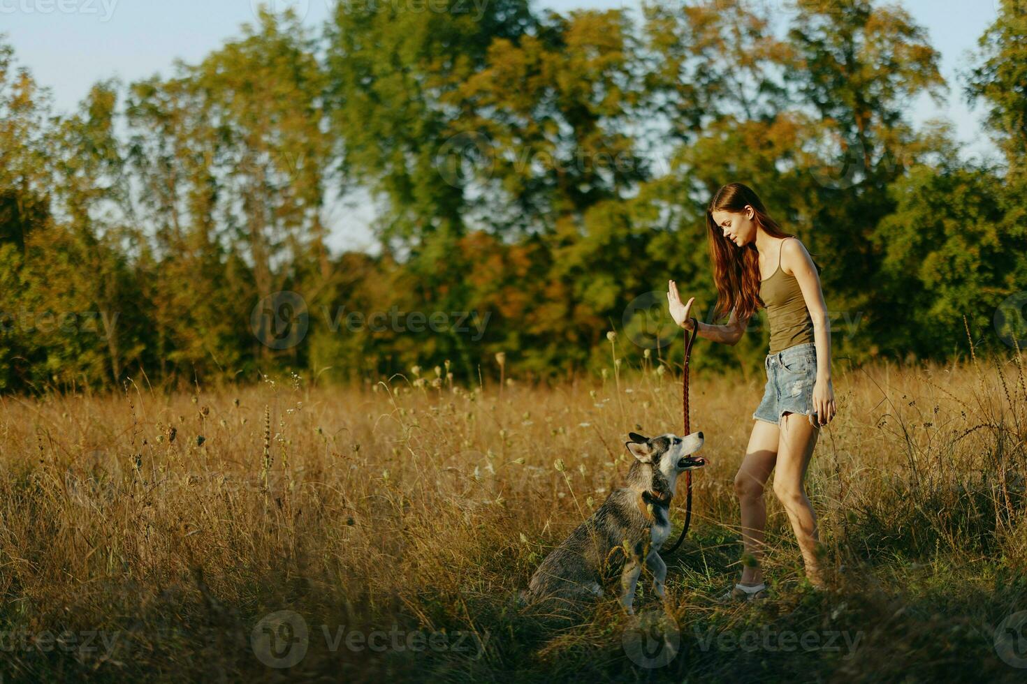 A woman plays and dances with a husky breed dog in nature in autumn on a grass field, training and training a young dog photo