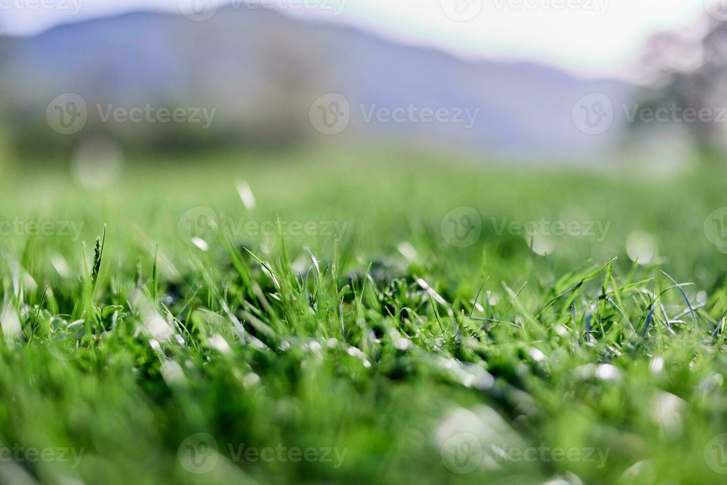 Spring young lawn grass, illuminated by sunlight. The energy of life, a healthy planet photo