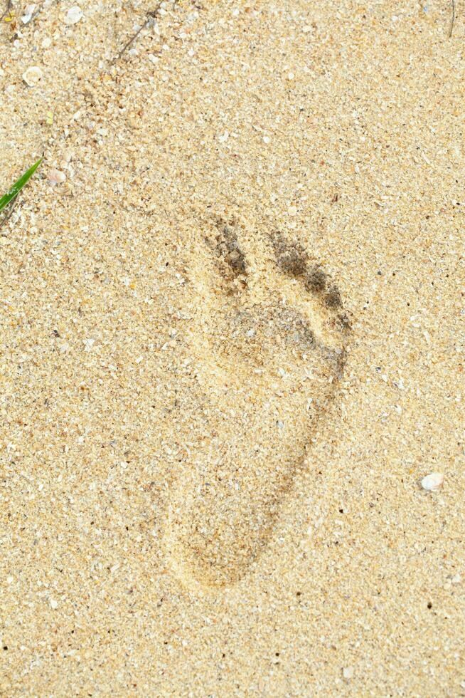 Footprints in sand at the Beach Textured wet sand beach background photo