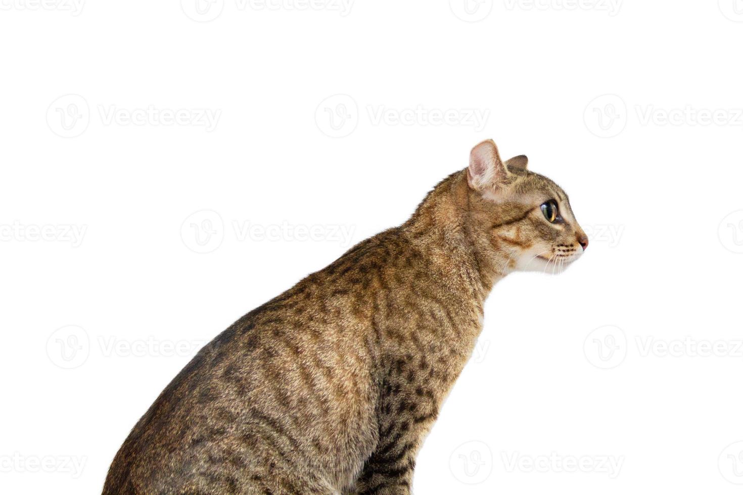 Beautiful cat isolated on a white photo