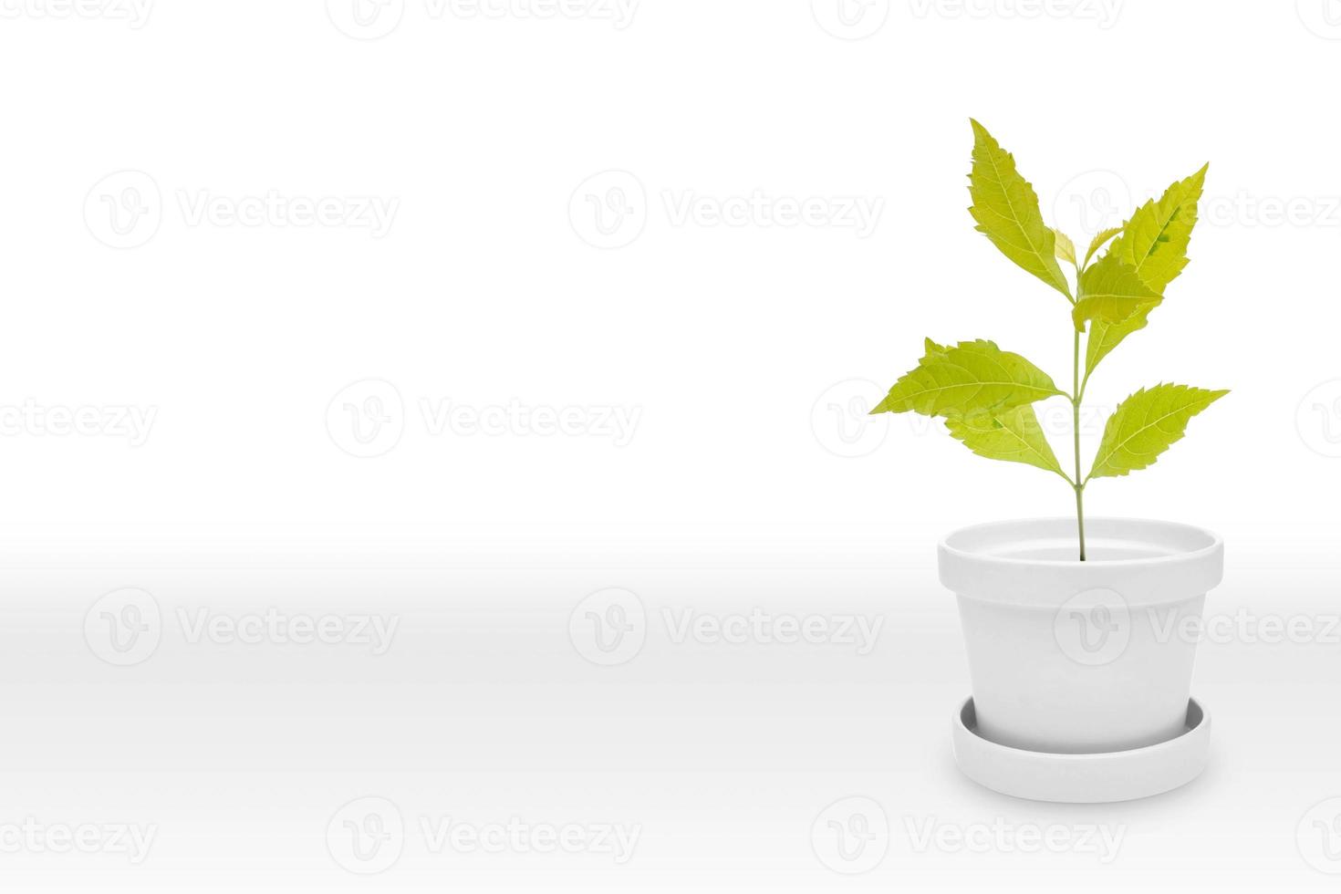 Green plant on White Pot vase, Isolated on White photo