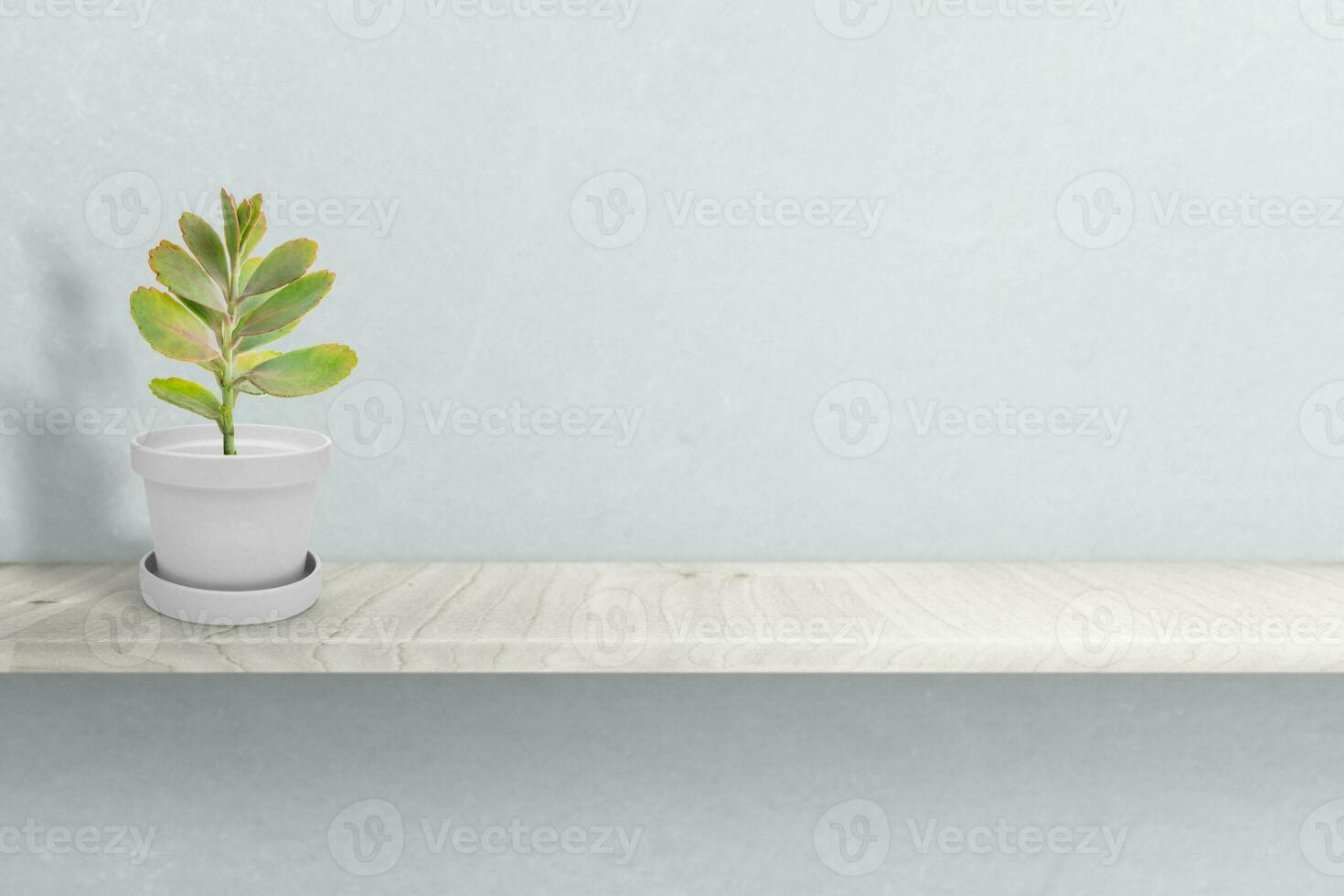 Suculent plant on vase isolated on white background vase ornament photo