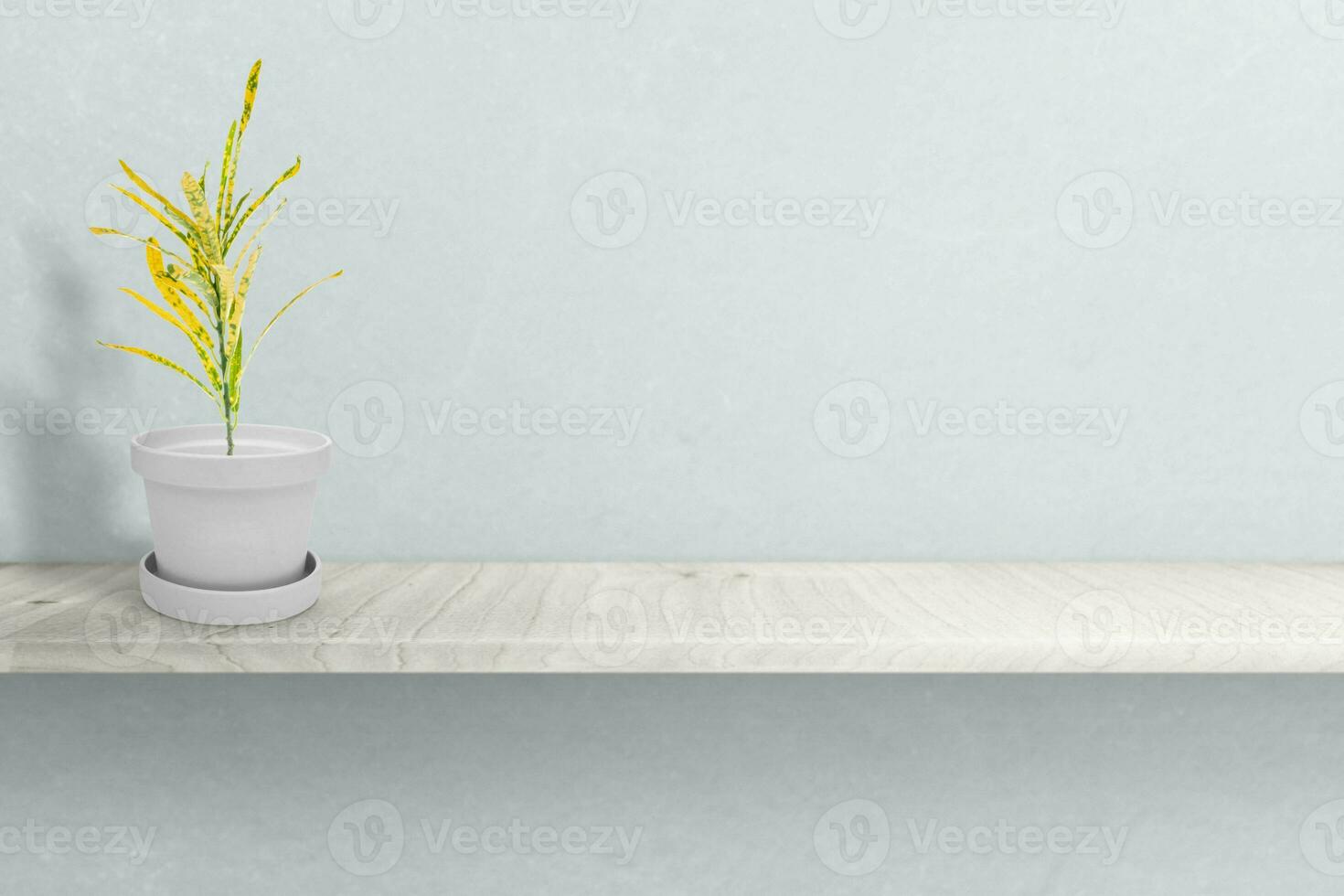 Close up Attractive Wide Leaves Croton Plant on Shiny White Pot, Isolated on White photo