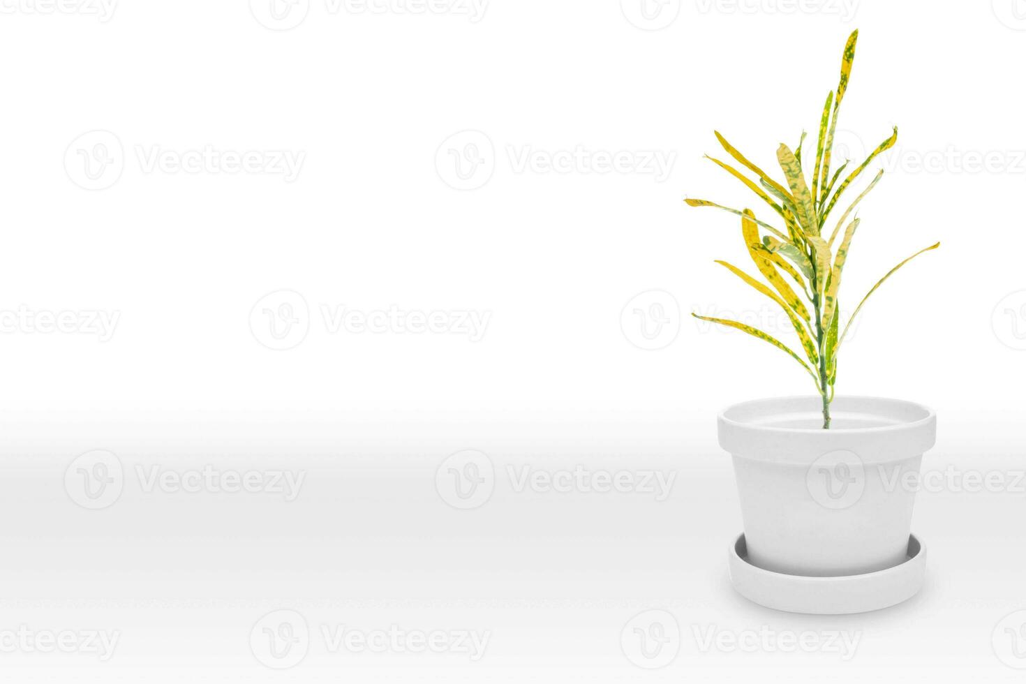 Close up Attractive Wide Leaves Croton Plant on Shiny White Pot, Isolated on White photo