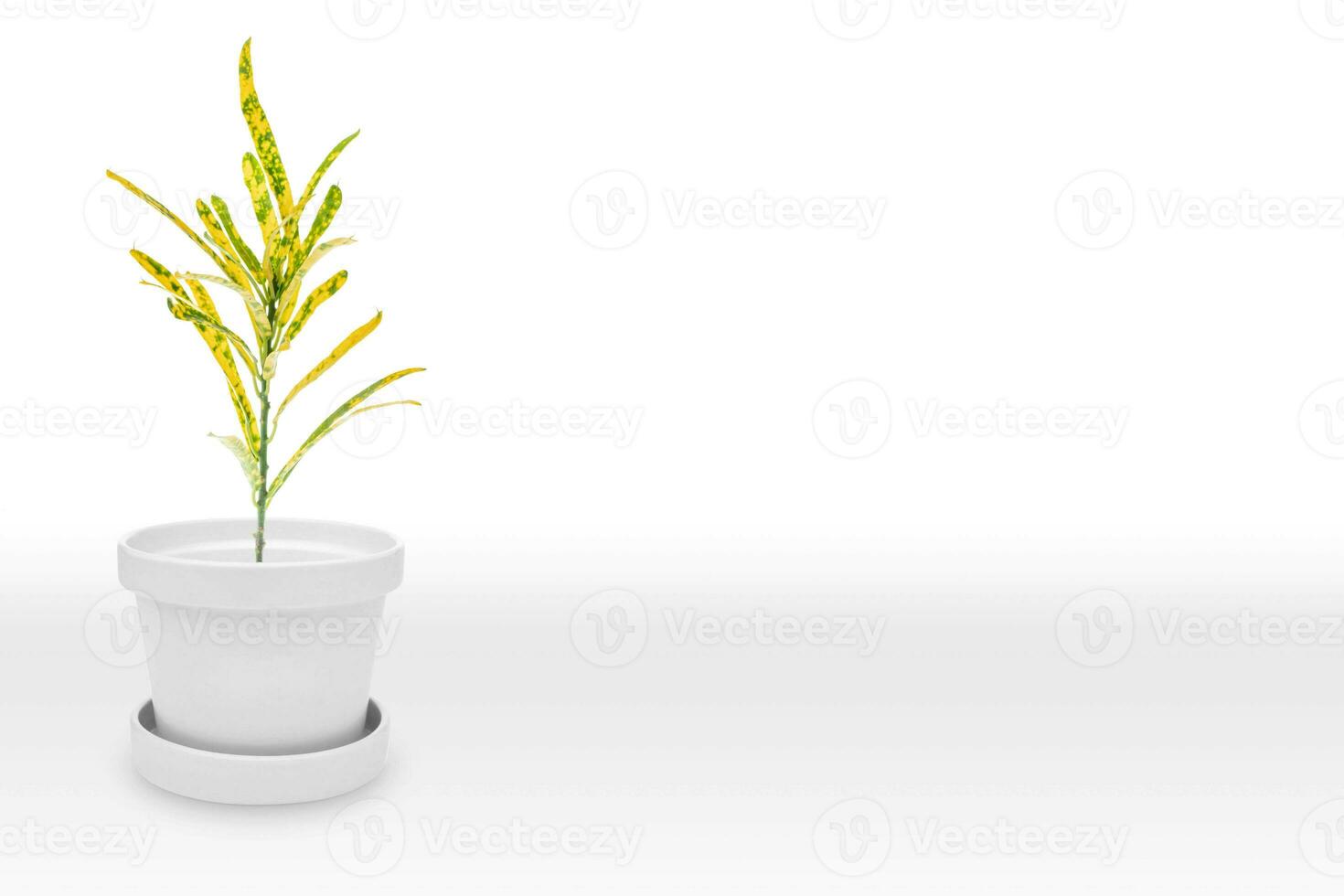 Close up Attractive Wide Leaves Croton Plant on Shiny White Pot, Isolated on White photo