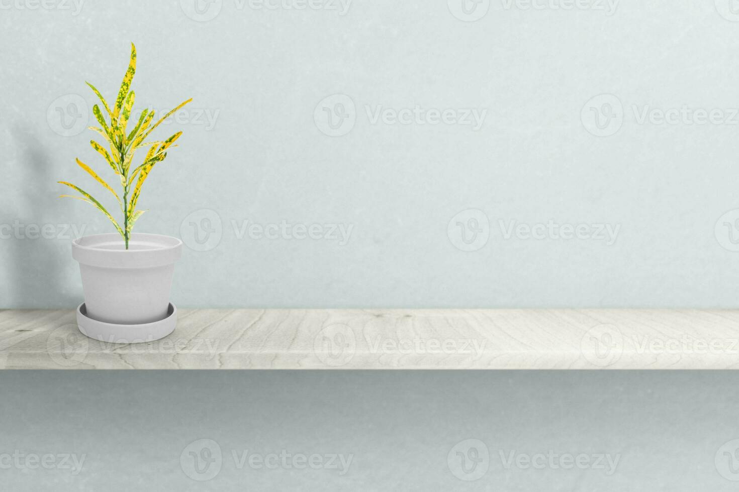 Close up Attractive Wide Leaves Croton Plant on Shiny White Pot, Isolated on White photo