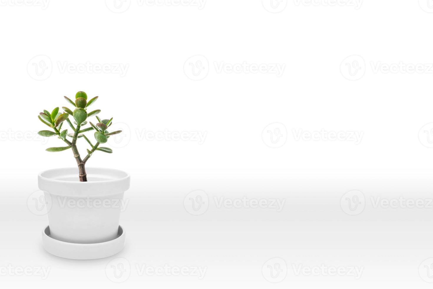 Suculent plant on vase isolated on white background vase ornament photo
