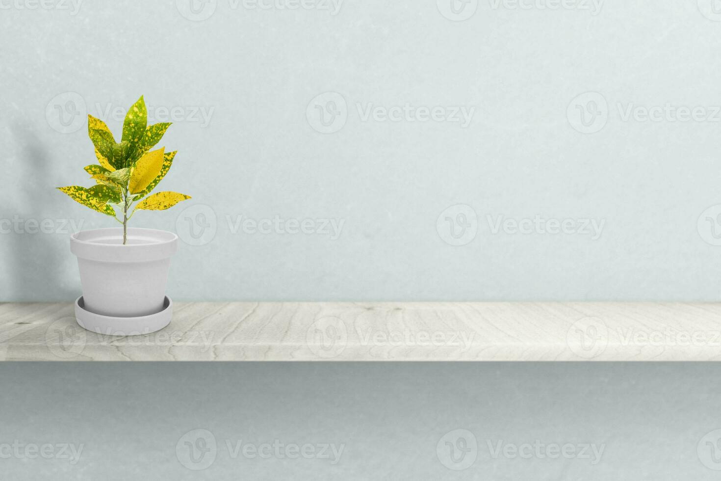 Close up Attractive Wide Leaves Croton Plant on Shiny White Pot, Isolated on White photo