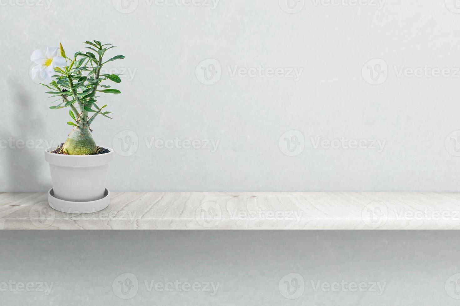 Desert rose on vase isolated on white photo