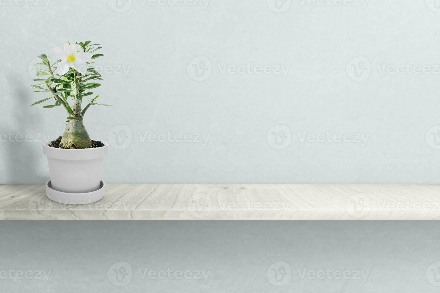 Desert rose on vase isolated on white photo