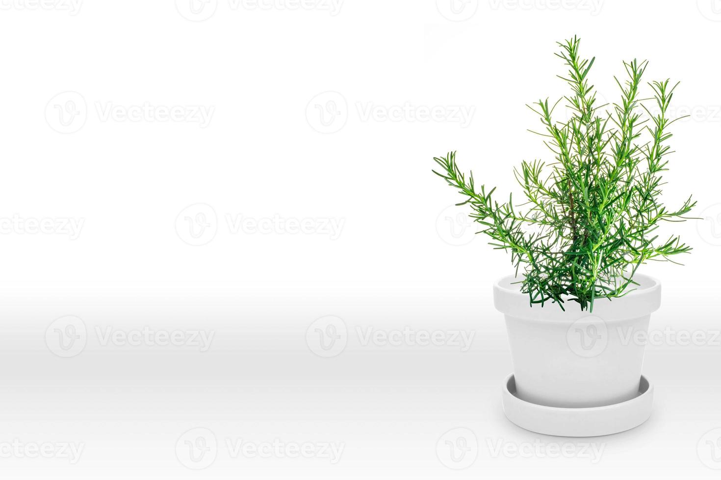 herbario Romero planta en florero maceta aislado en blanco foto