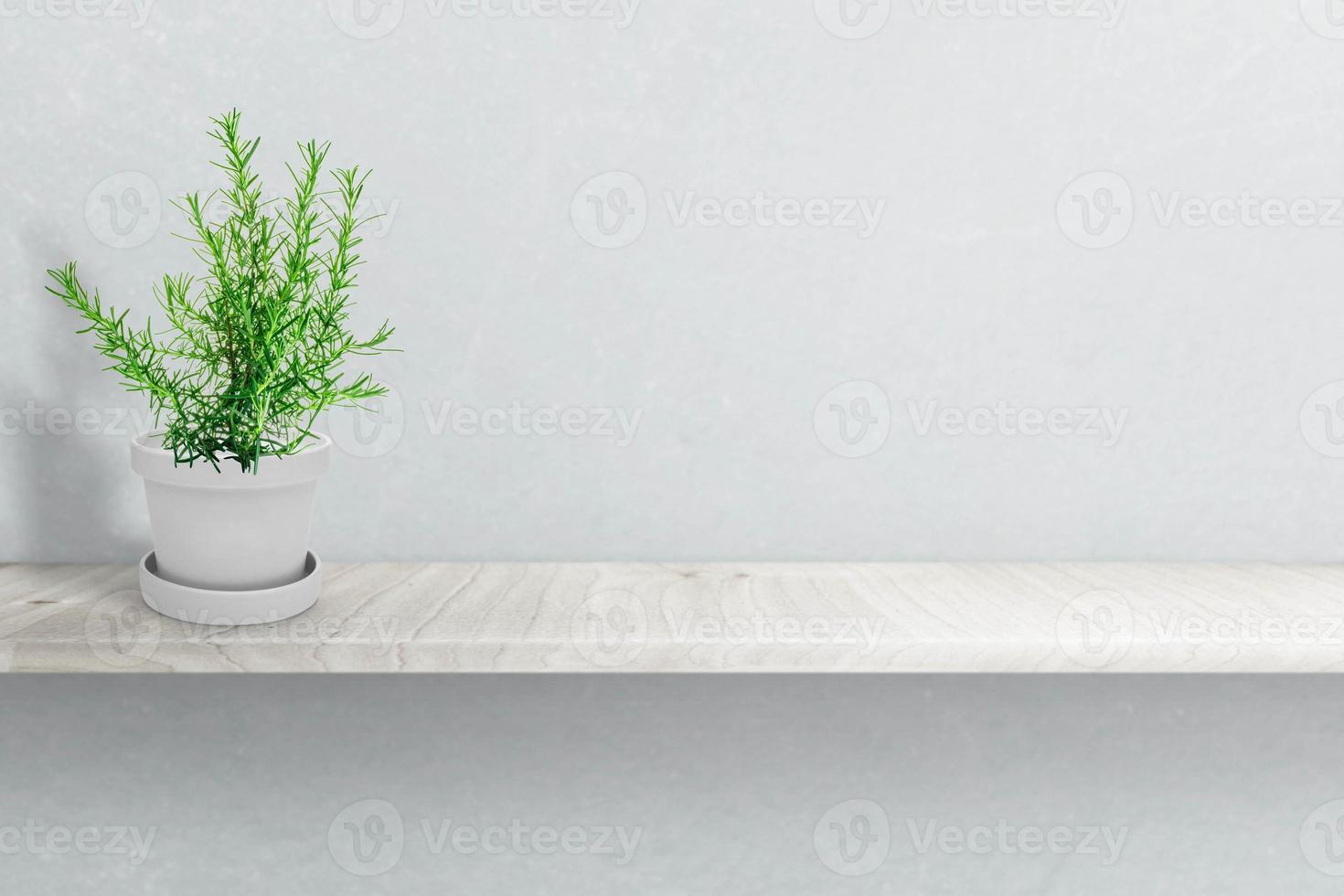 Herbal rosemary plant on vase pot isolated on white photo