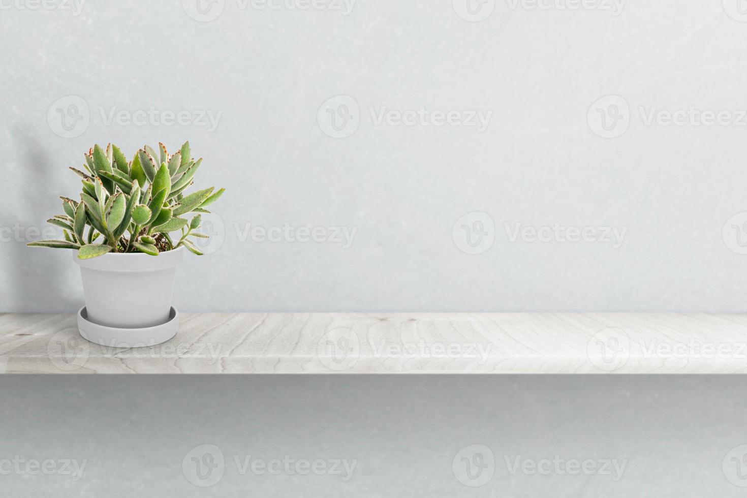 Suculent plant on vase isolated on white background vase ornament photo