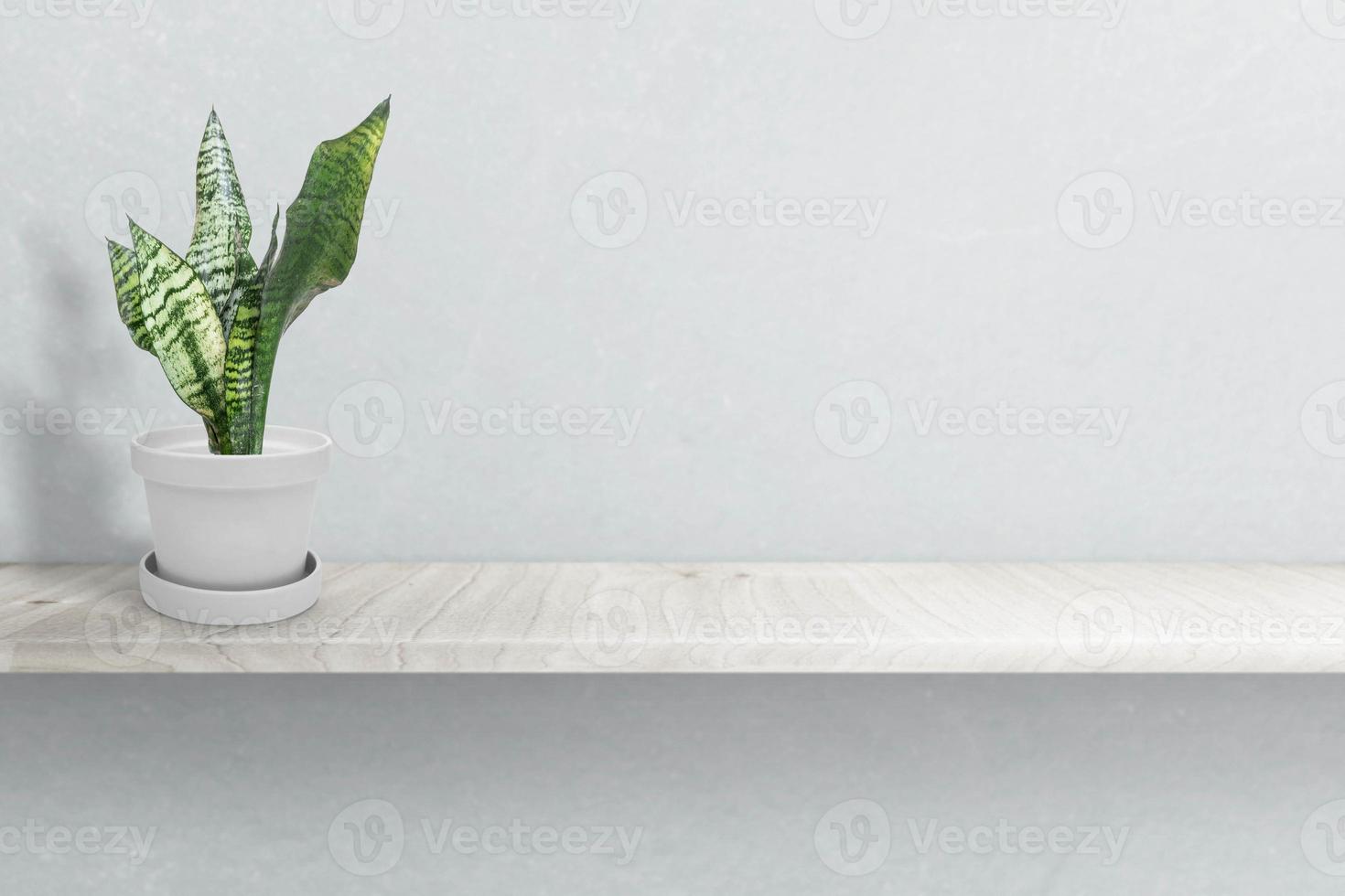 Sansevieria plan in cement vase pot  on white table photo