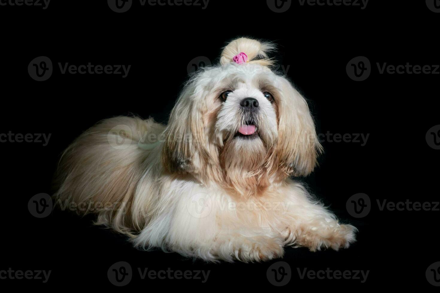 shih tzu espectáculo clase perro blanco retrato a estudio en negro antecedentes foto