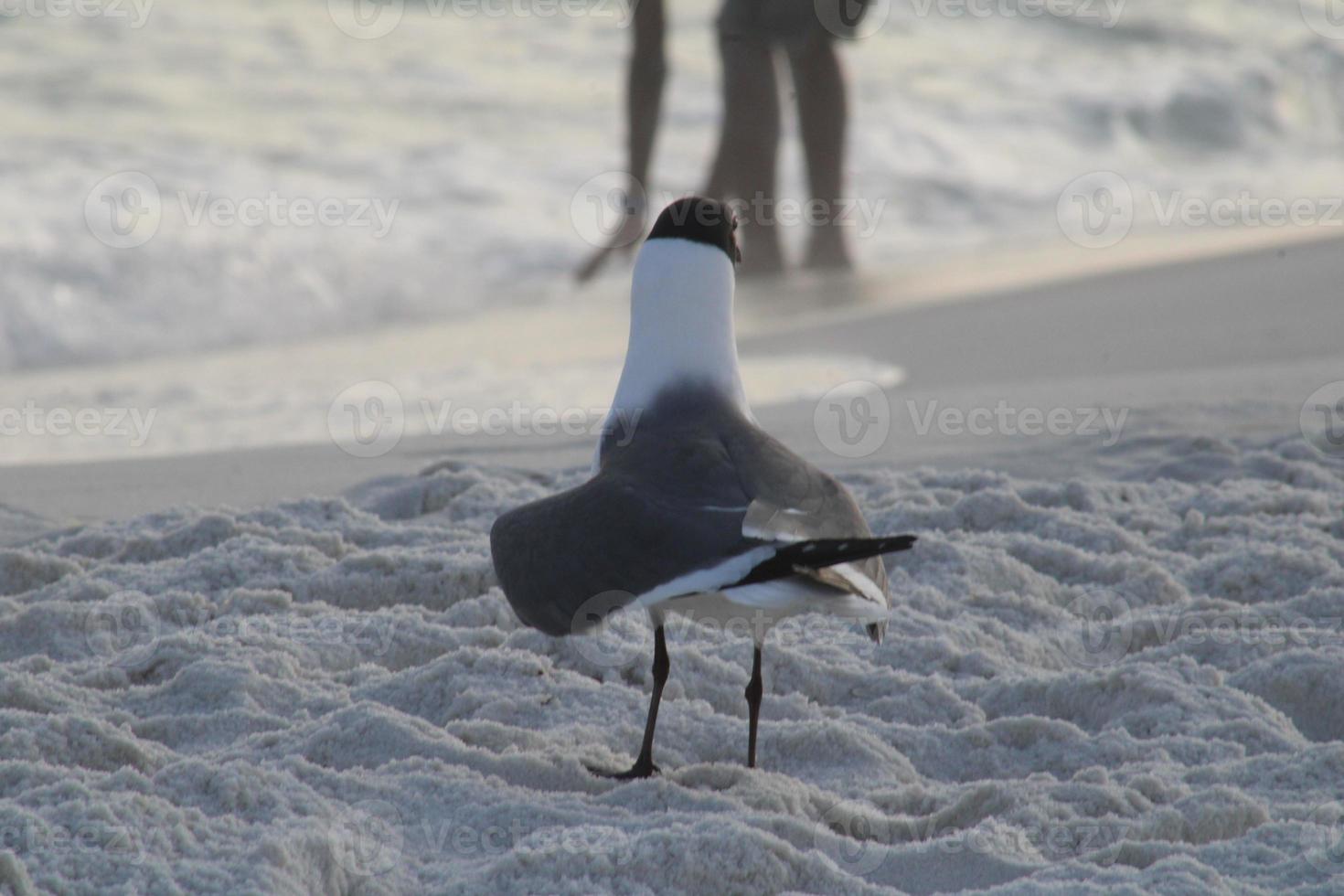 negro con membrete gaviota playa pájaro foto