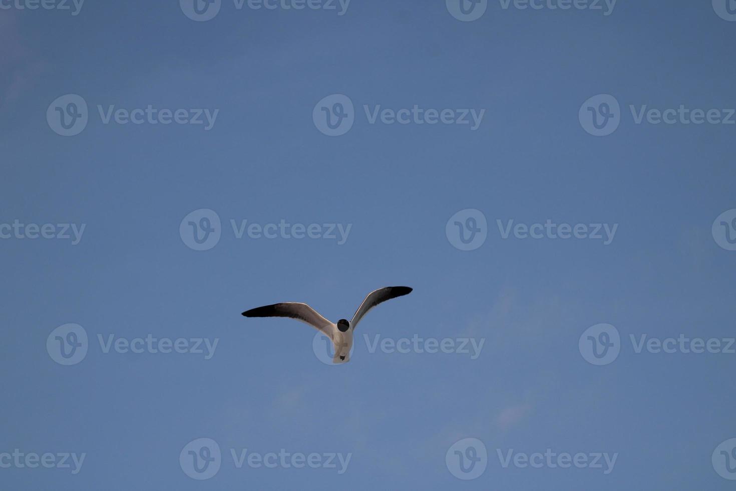 Black headed Gull beach bird photo