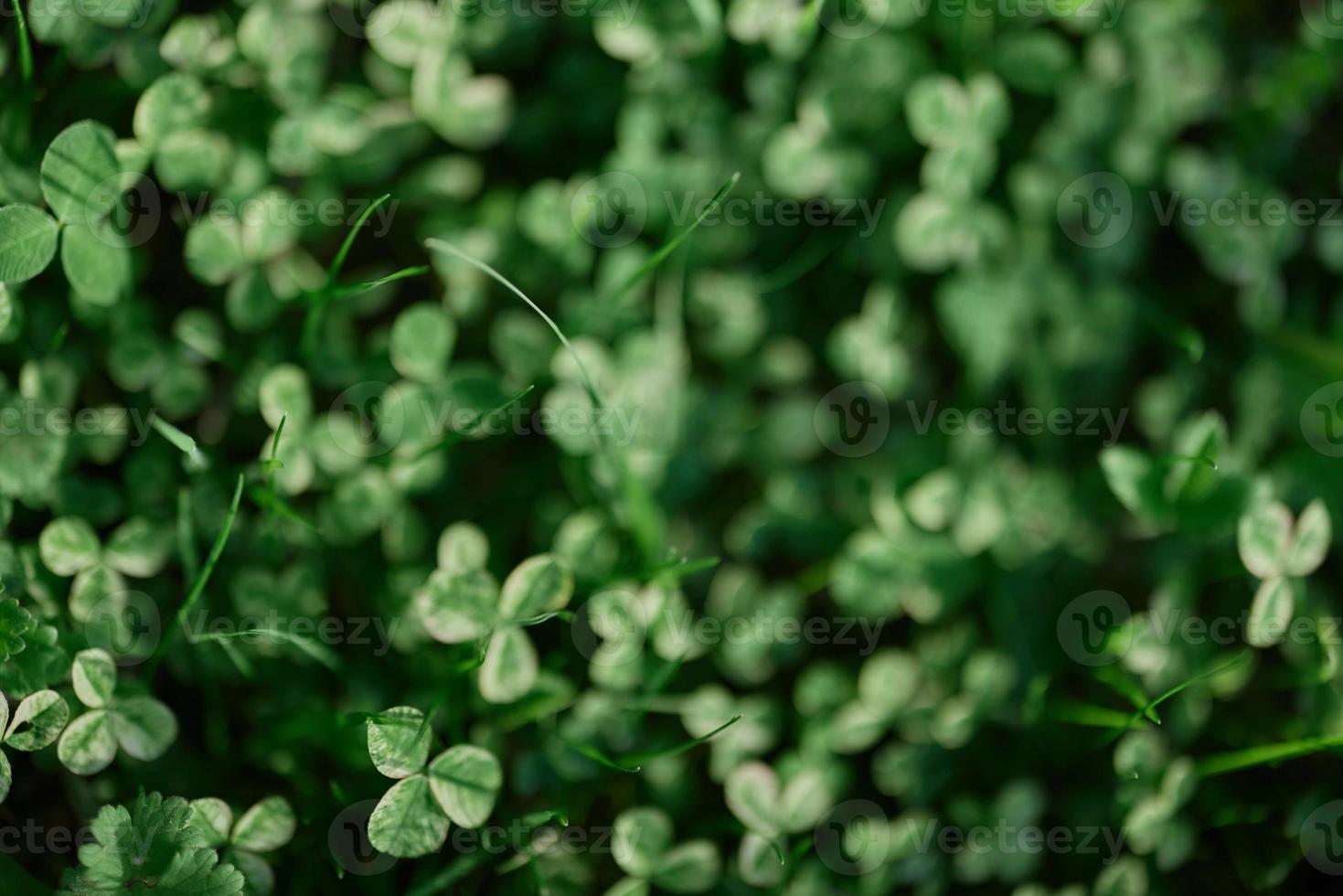 Fresh green leaves of clover grass and micro clover for lawn in the rays of summer sunlight, landscape design of a modern land plot photo