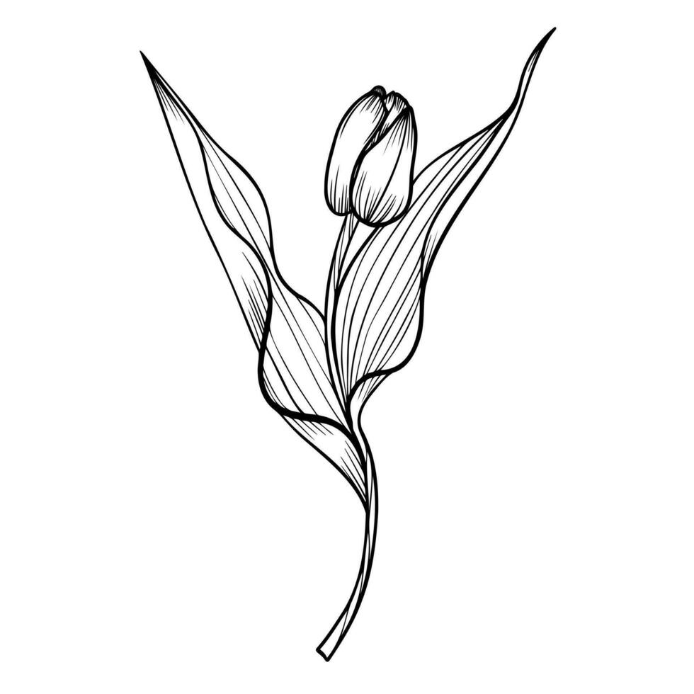 Line art clipart with tulip flower vector