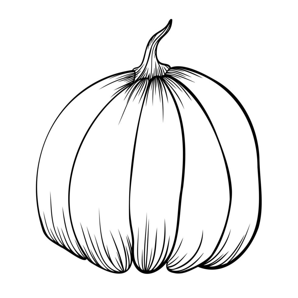 Outline art illustration with pumpkin vector