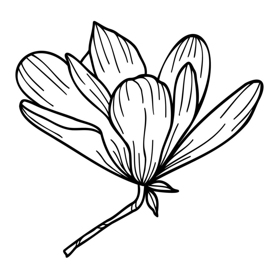 Line art clipart with Magnolia flowers vector