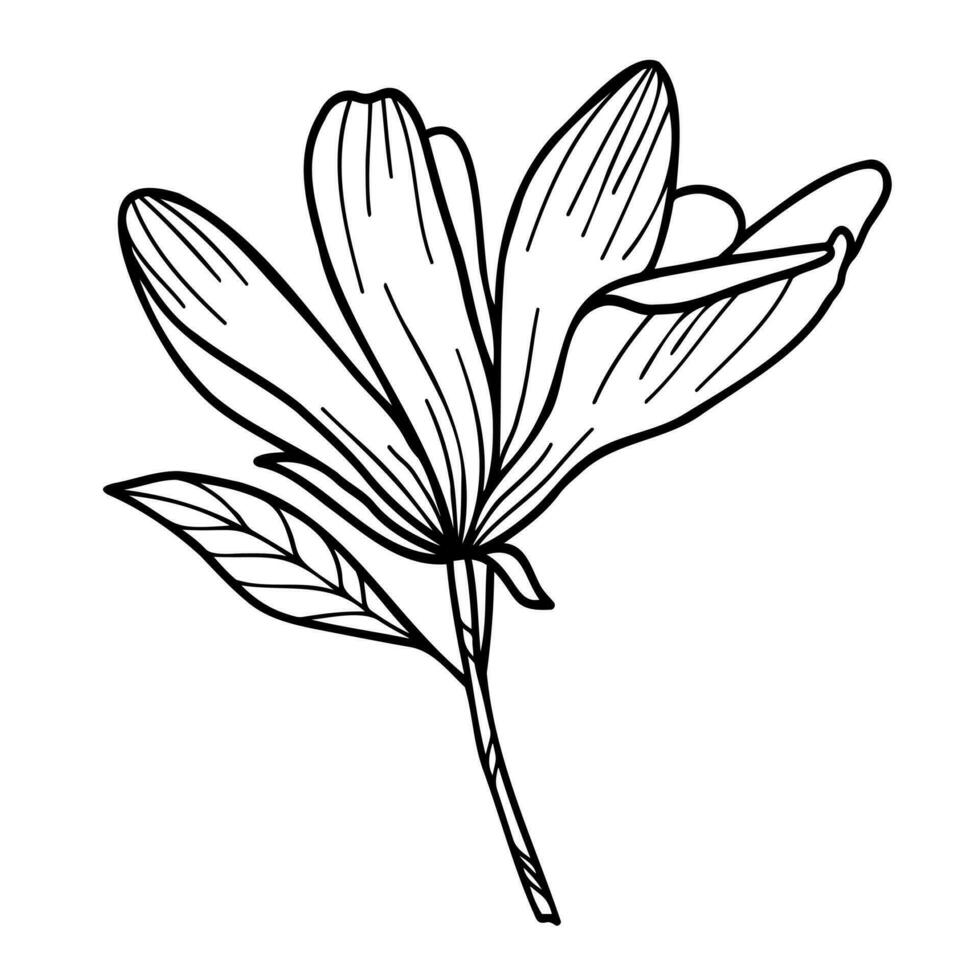 Line art clipart with Magnolia flowers vector