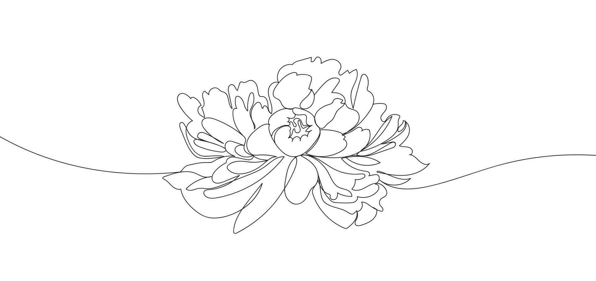 Single line Peony flower vector illustration. Beautiful line art for print. Minimalist style elegant drawing