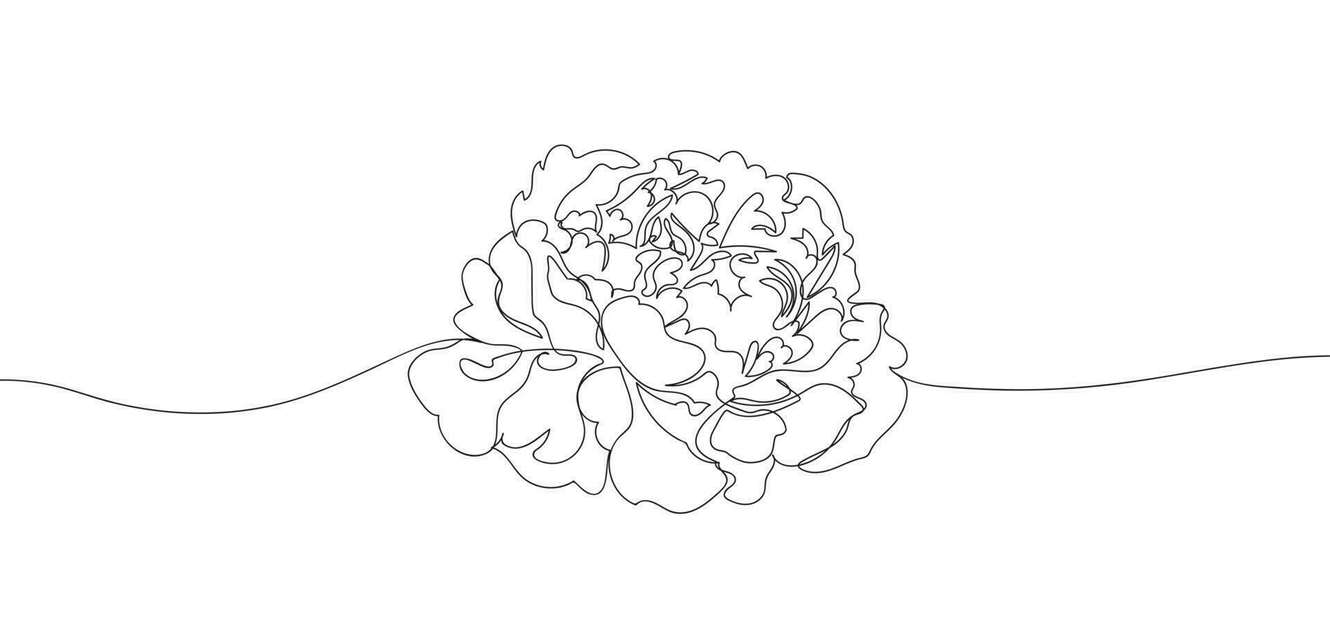 Single line Peony flower vector illustration. Beautiful line art for print. Minimalist style elegant drawing