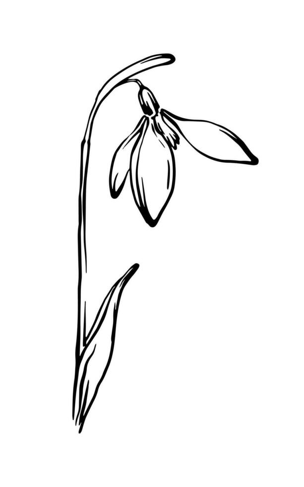 Hand drawn snowdrop flower black and white freehand line drawing, Floral design element. Vector  illustration.