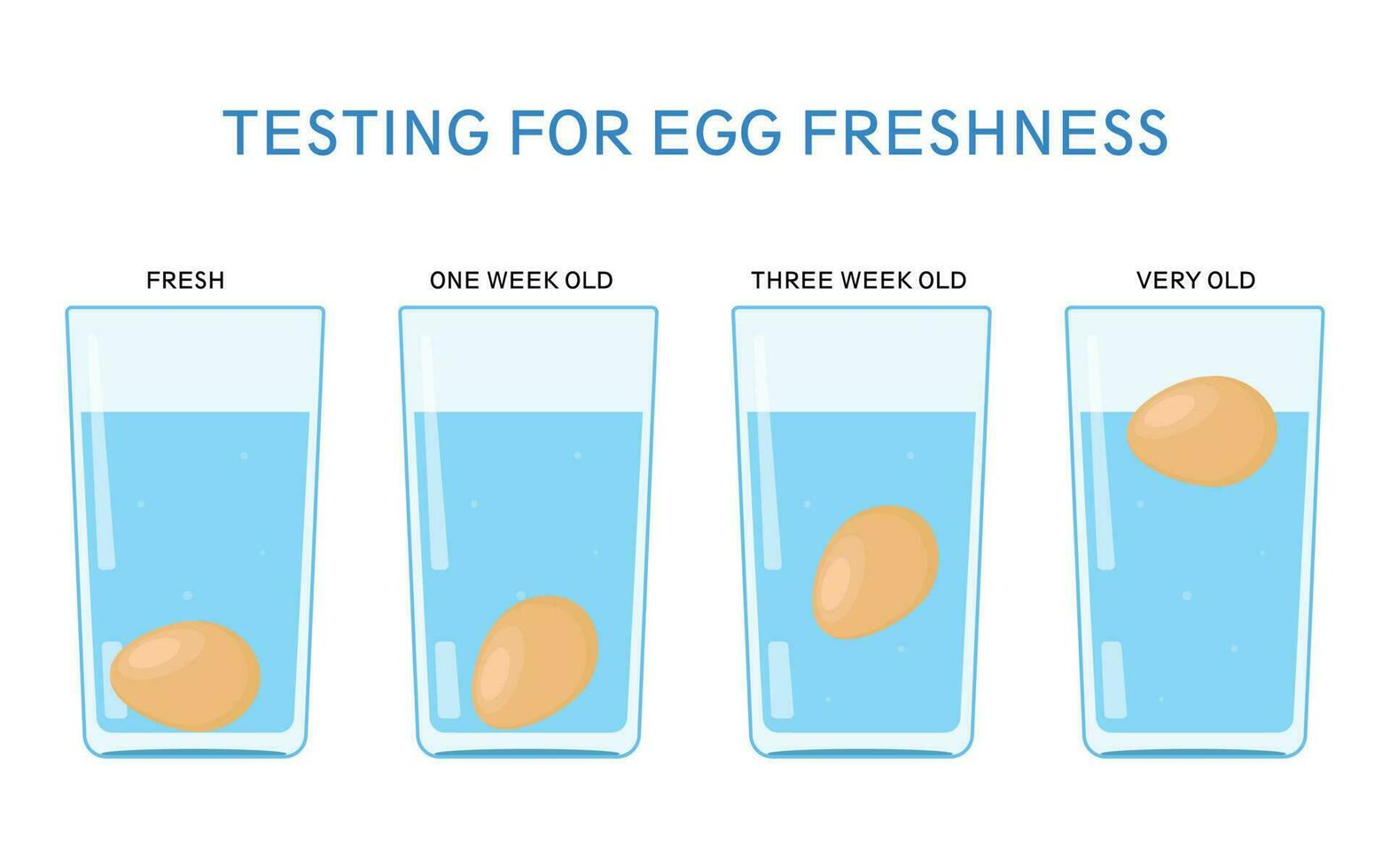 Science experiment with water. Testing for egg freshness vector