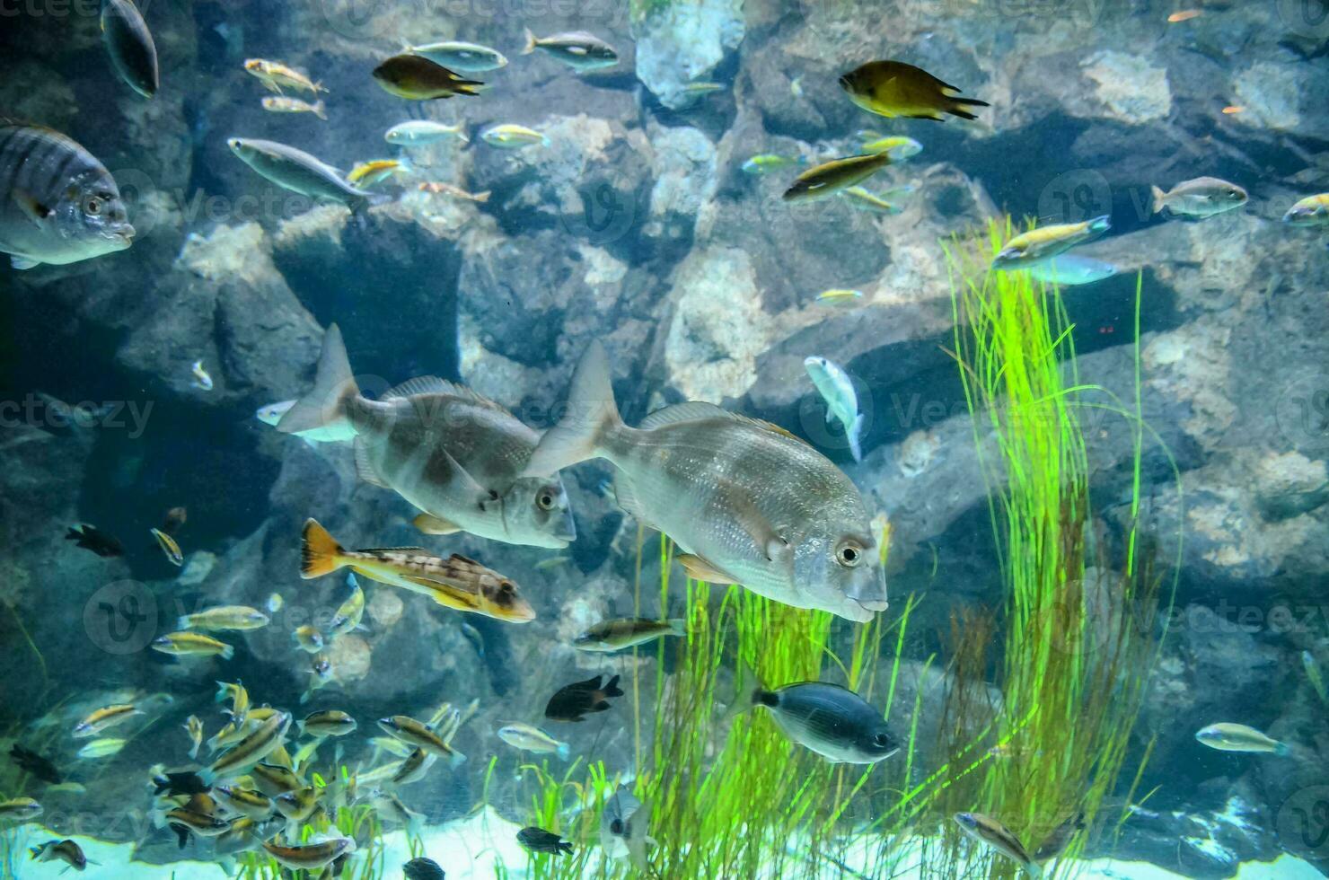 Fish in the aquarium photo