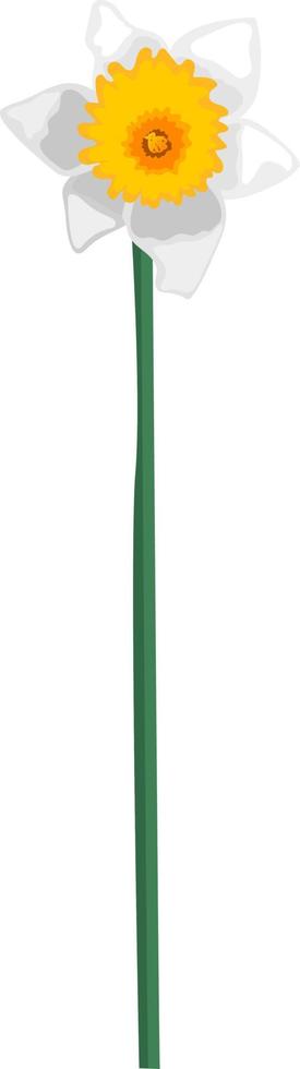 Single white front view daffodil flower on a stem isolated on white background vector