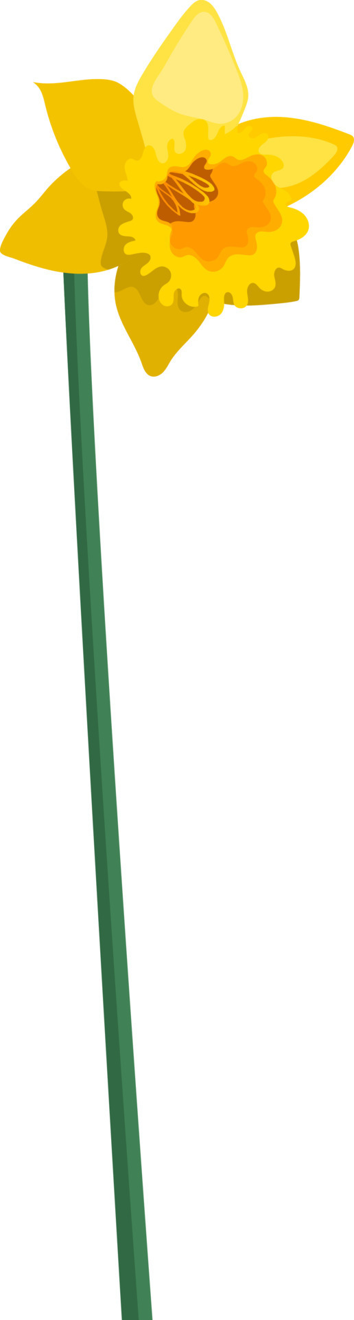 Single yellow daffodil flower on a stem isolated on white background