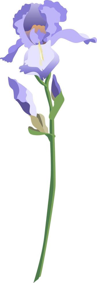 Single blue iris flower on a stem with buds isolated on white background vector