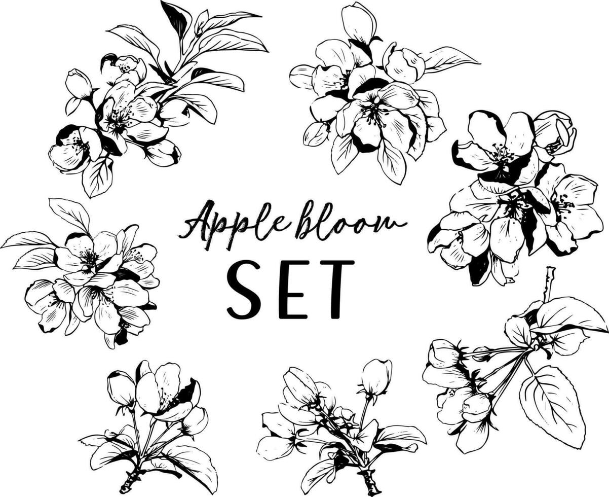 Set of lineart style apple blossom flowers and leaves isolated black on white background vector