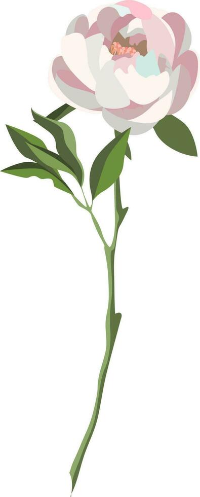 Single lush white peony on a stem with leaves isolated on white background vector