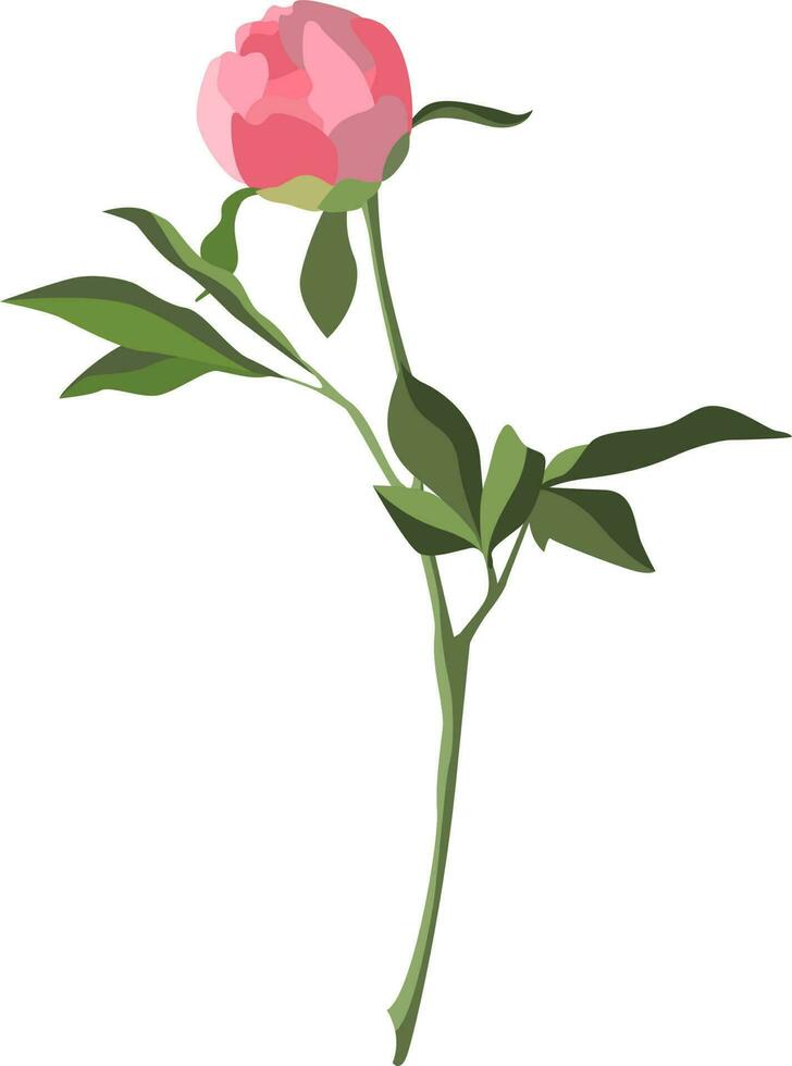 Single pink peony bud on a stem with leaves isolated on white background vector