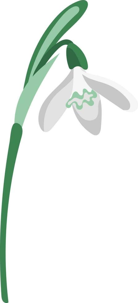 Single white snowdrop flat style isolated on white background vector