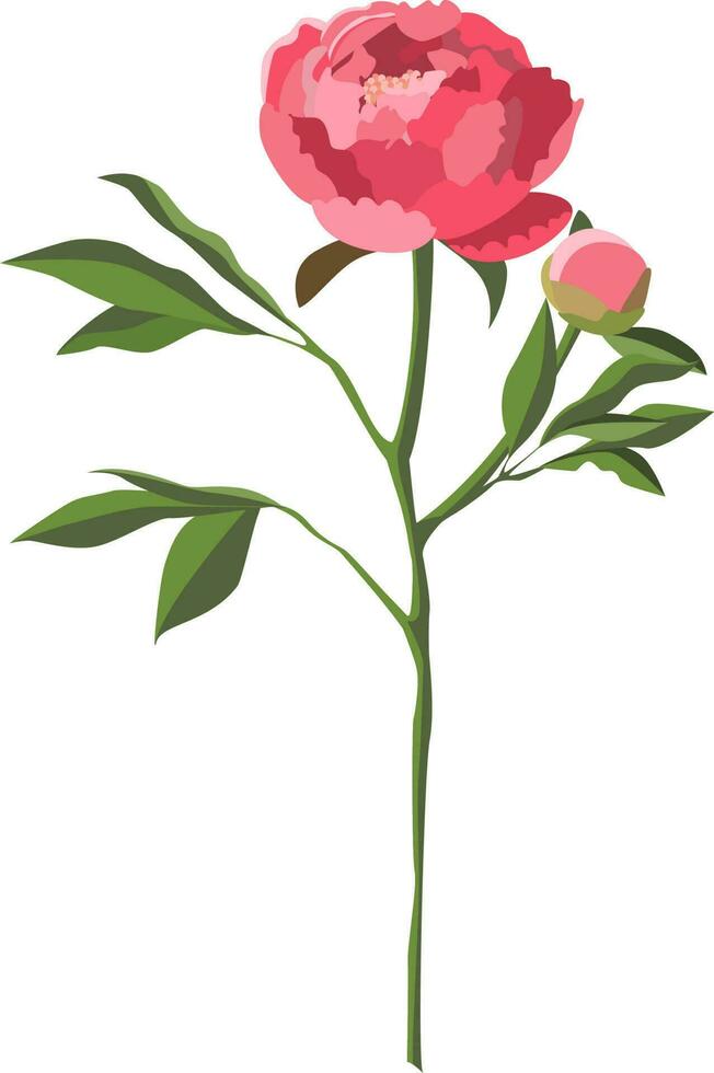 Single lush pink peony on a stem with leaves isolated on white background vector