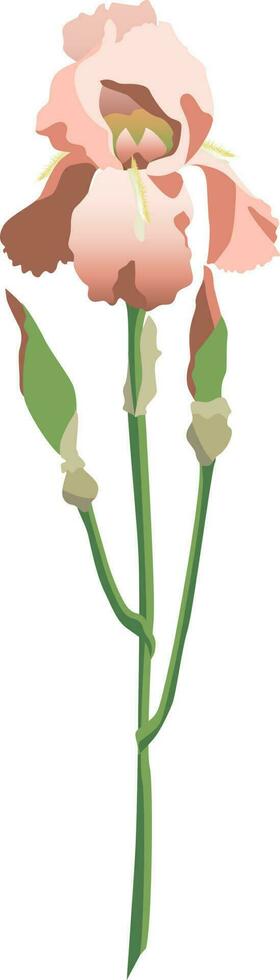 Single pink iris flower on a stem with buds isolated on white background vector