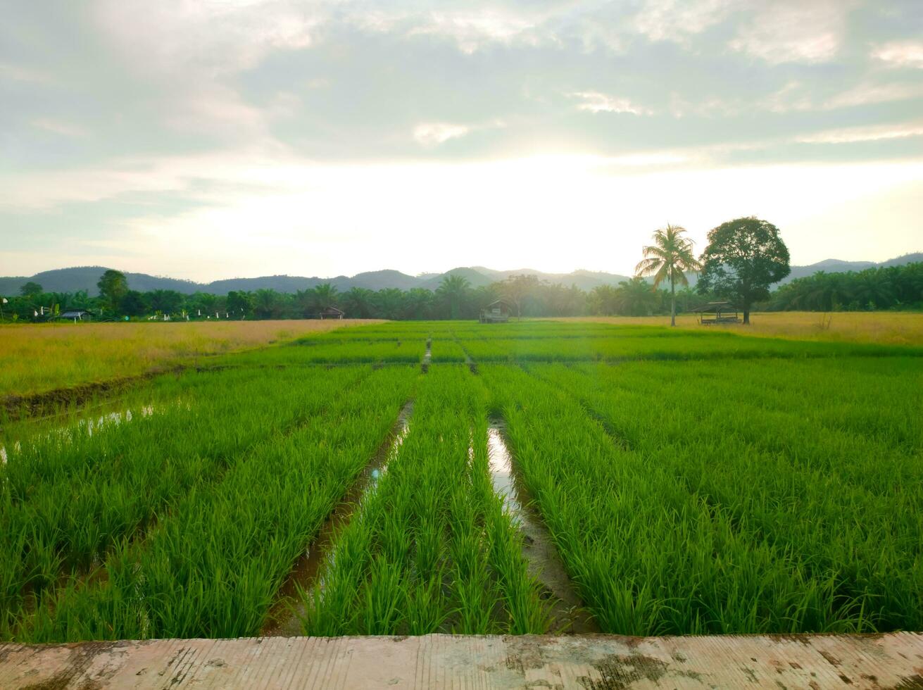 Green rice grains in paddy field with sunlight photo